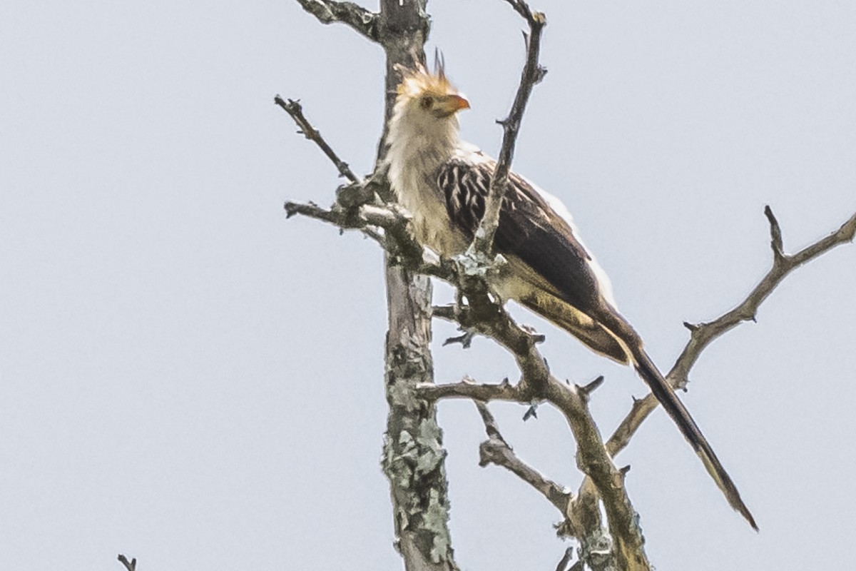 Guira Cuckoo - ML614654266