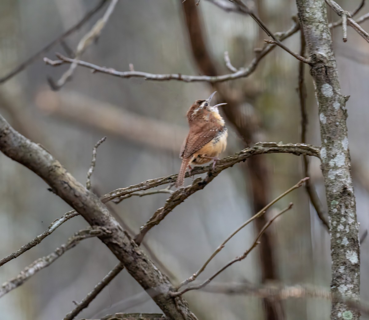 Carolina Wren - ML614654411