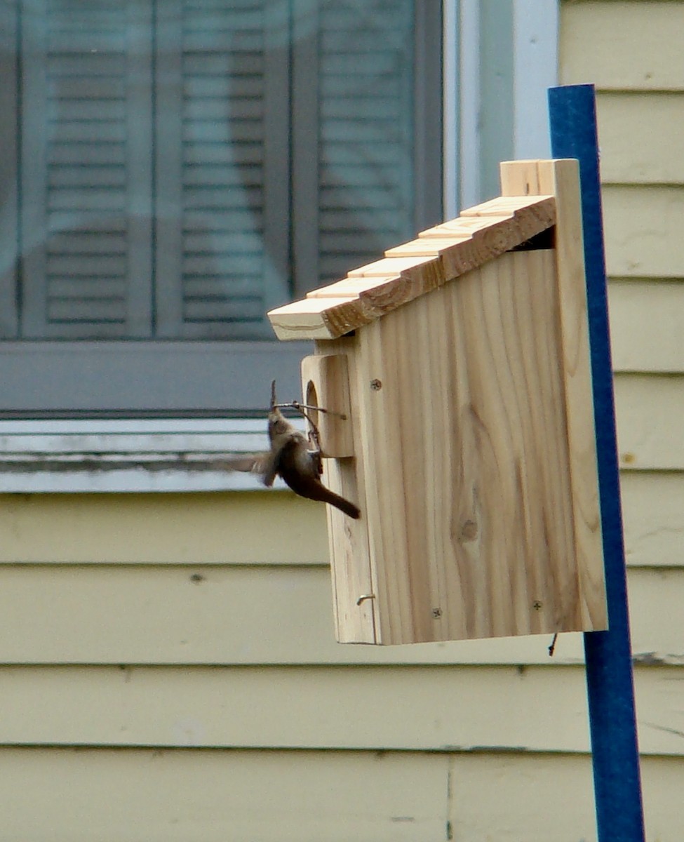 House Wren - ML614654440