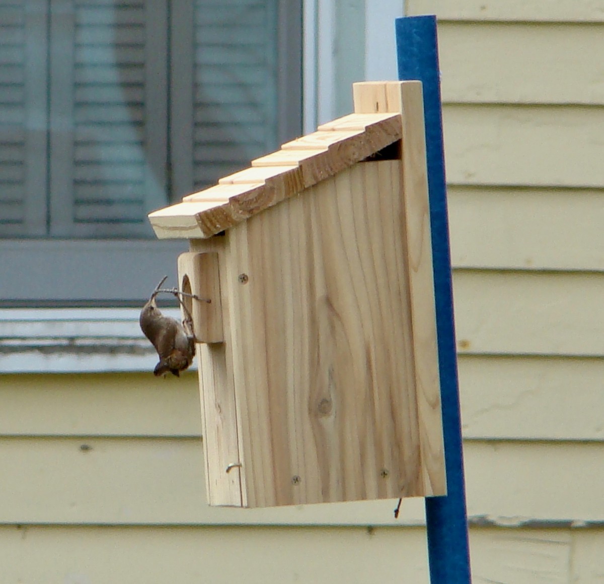 House Wren - ML614654441