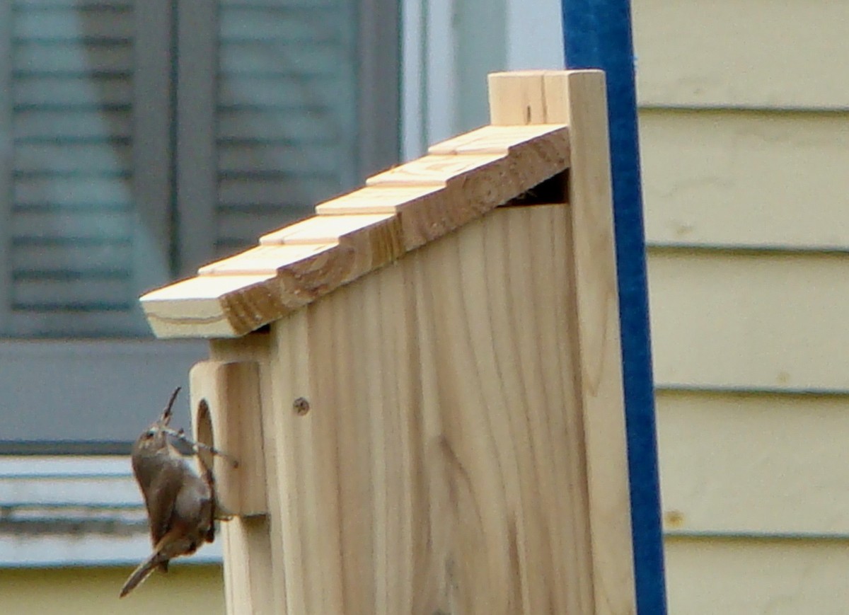 House Wren - ML614654442