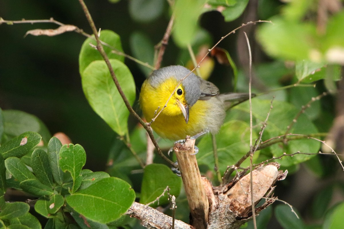 Oriente Warbler - ML614654496