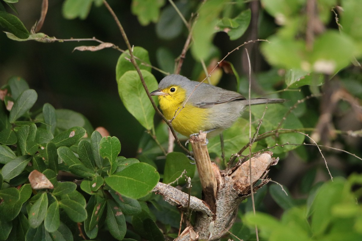 Oriente Warbler - ML614654498