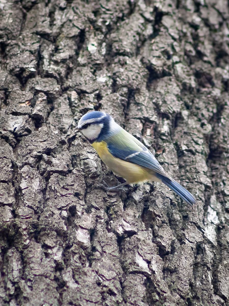 Eurasian Blue Tit - ML614654525