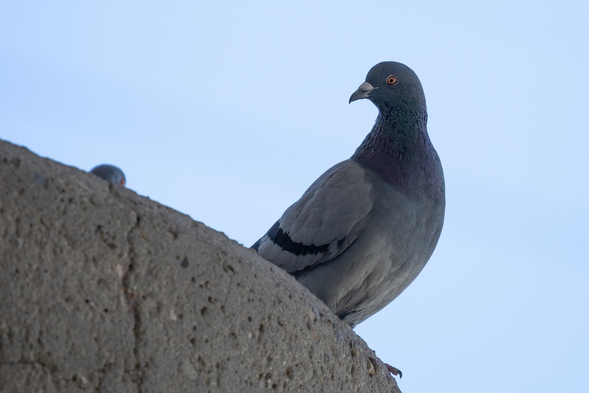 Pigeon biset (forme domestique) - ML614654546