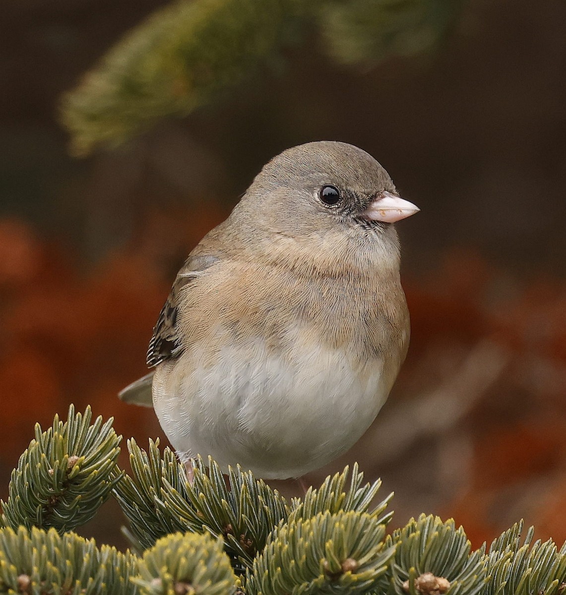 vinterjunko (hyemalis/carolinensis) - ML614654578