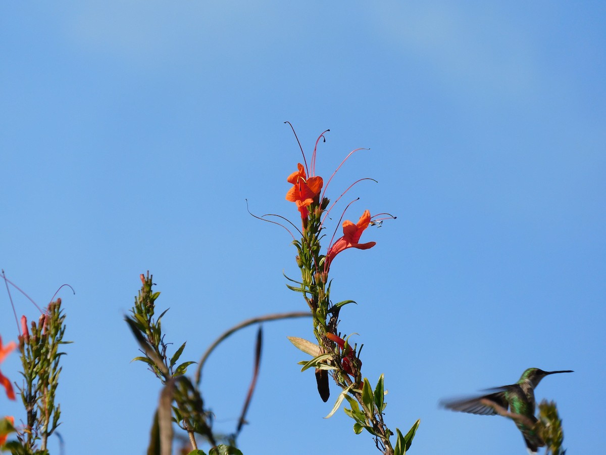 Colibri à gorge rubis - ML614654622