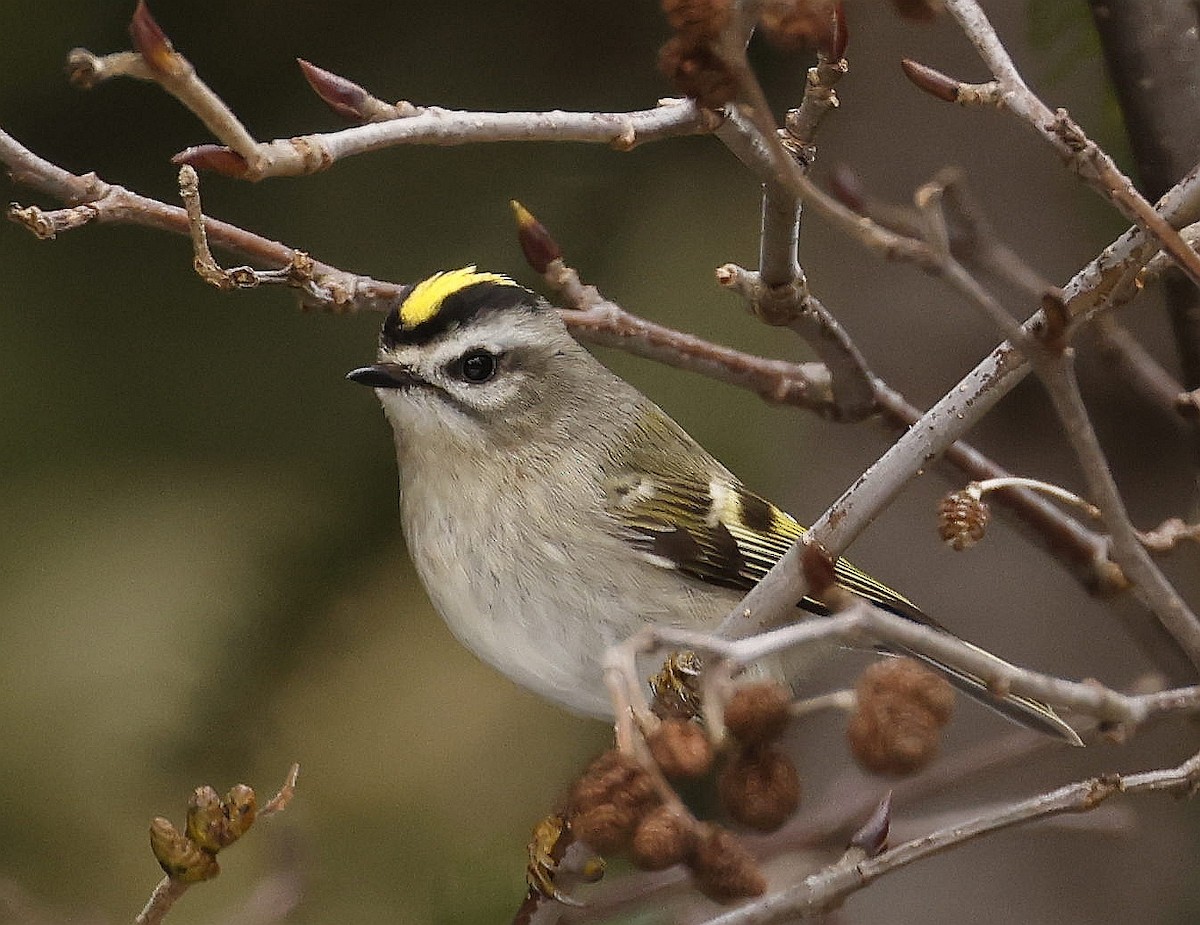 Golden-crowned Kinglet - ML614654624