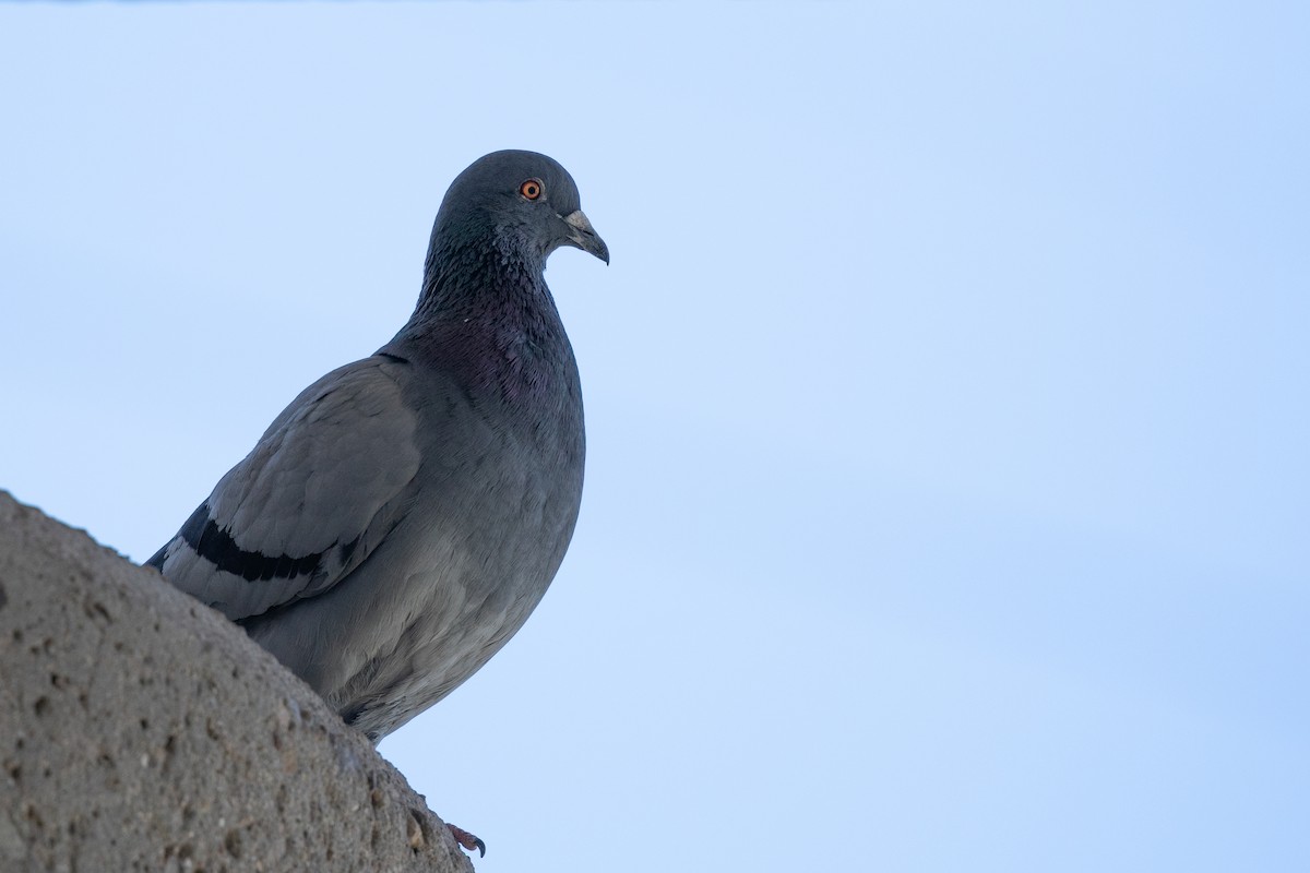 Rock Pigeon (Feral Pigeon) - ML614654633