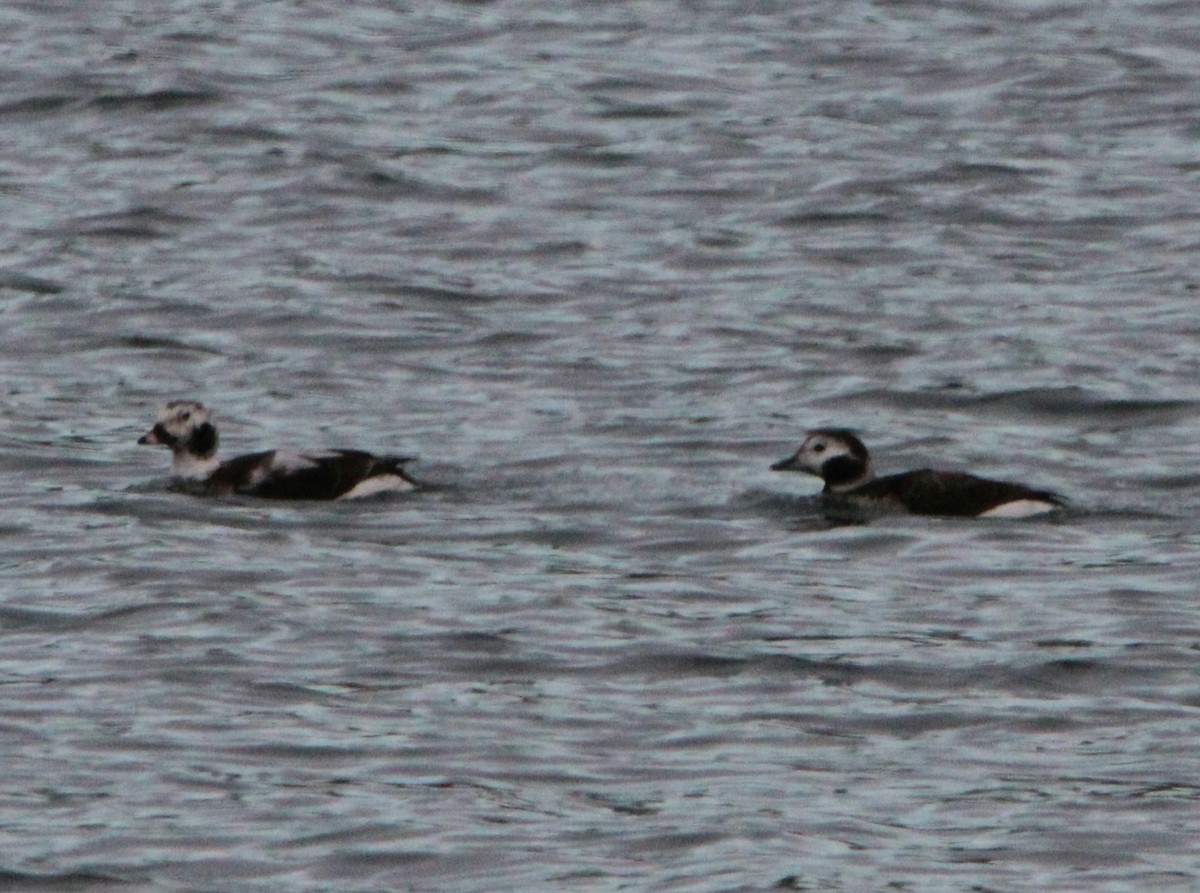 Long-tailed Duck - ML614654660