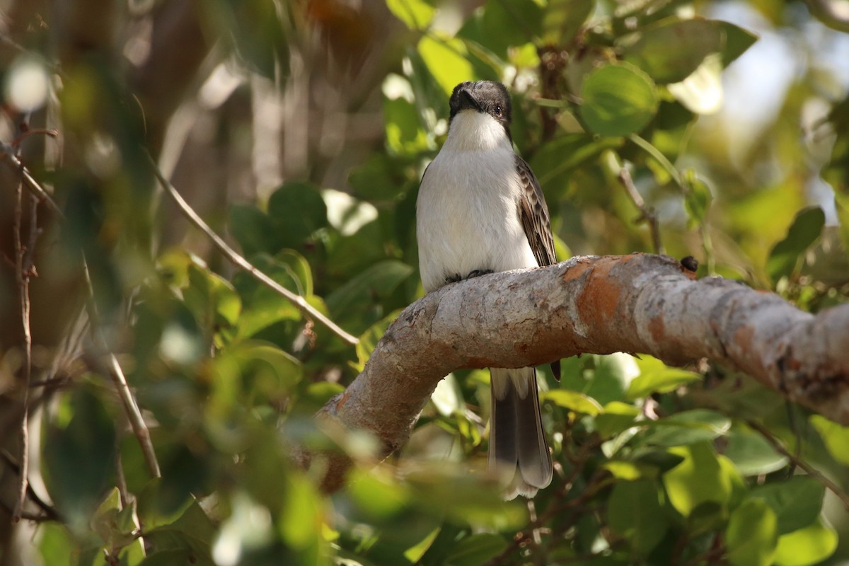 Loggerhead Kingbird - ML614654665