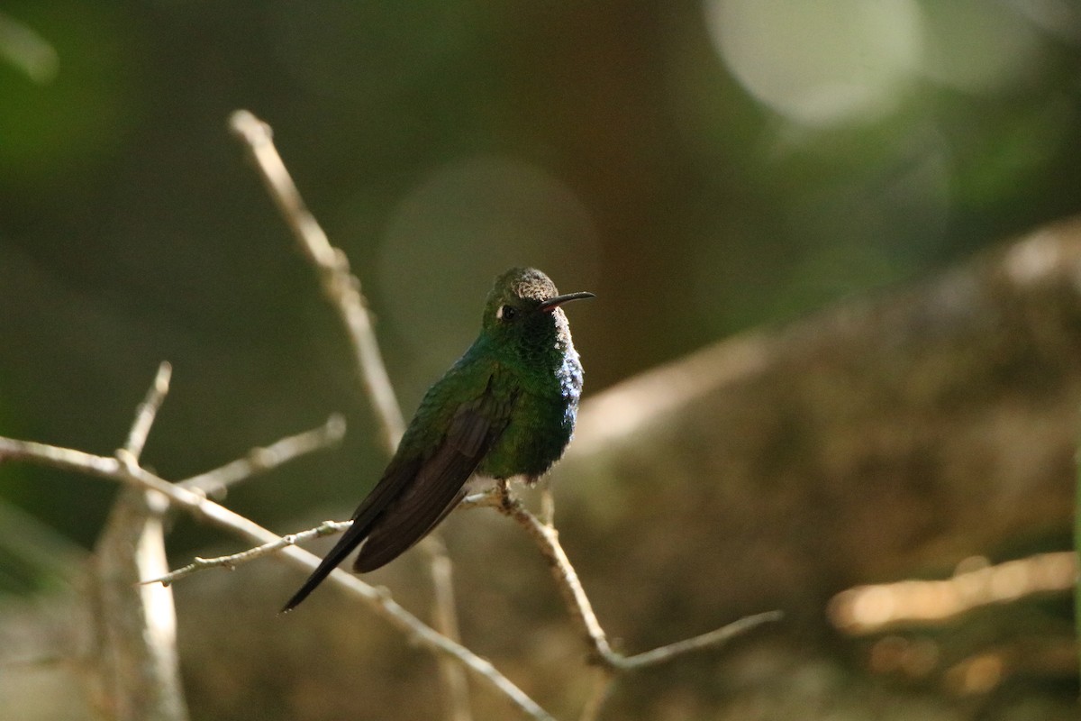 Cuban Emerald - ML614654681