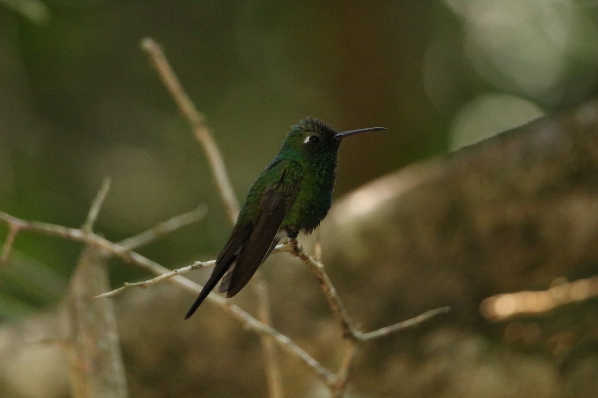 Cuban Emerald - ML614654683