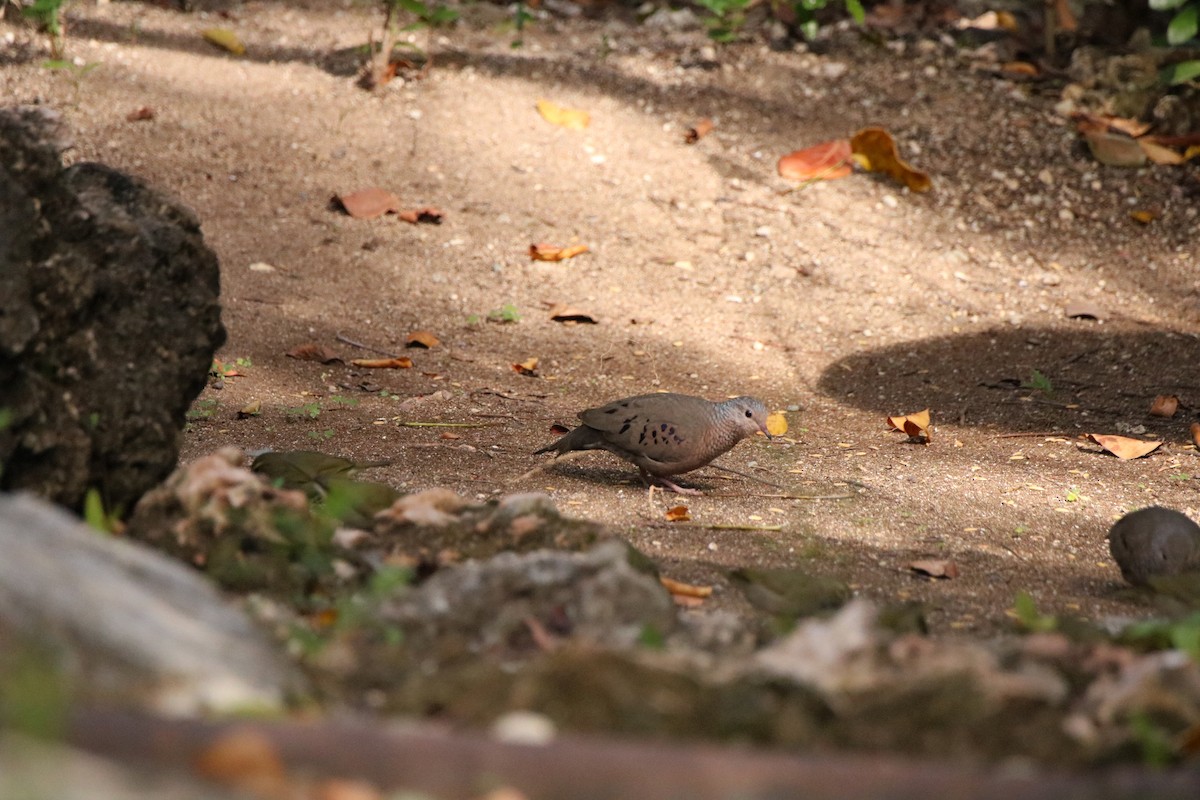 Common Ground Dove - ML614654690