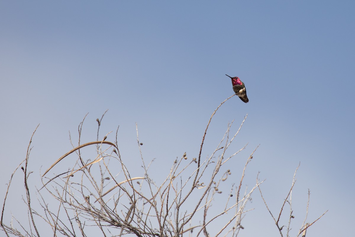 Anna's Hummingbird - ML614654694