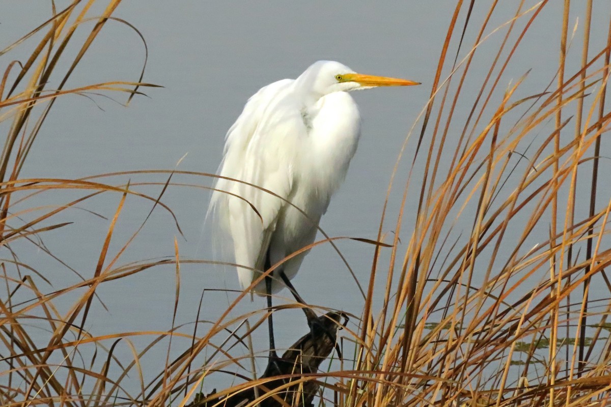 Great Egret - ML614654701