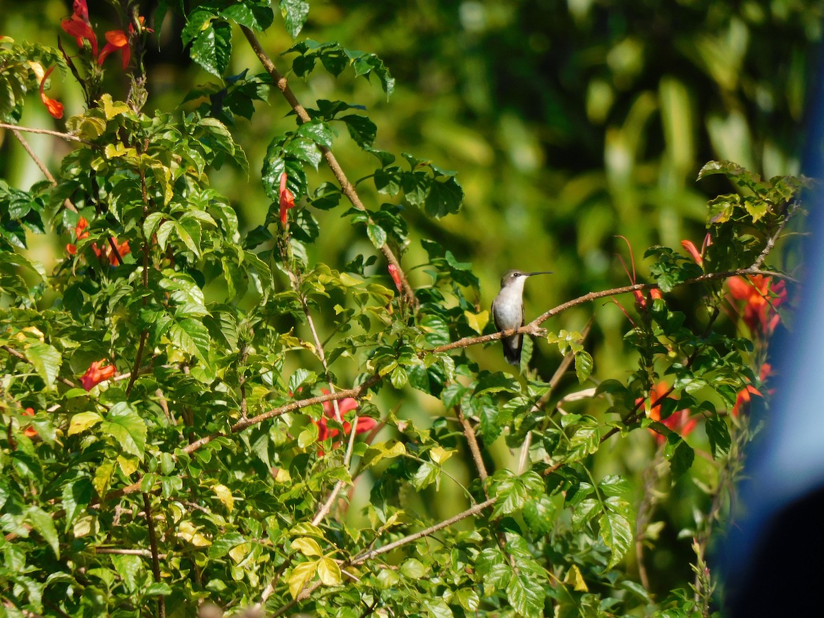 Ruby-throated Hummingbird - Lisa Barrow