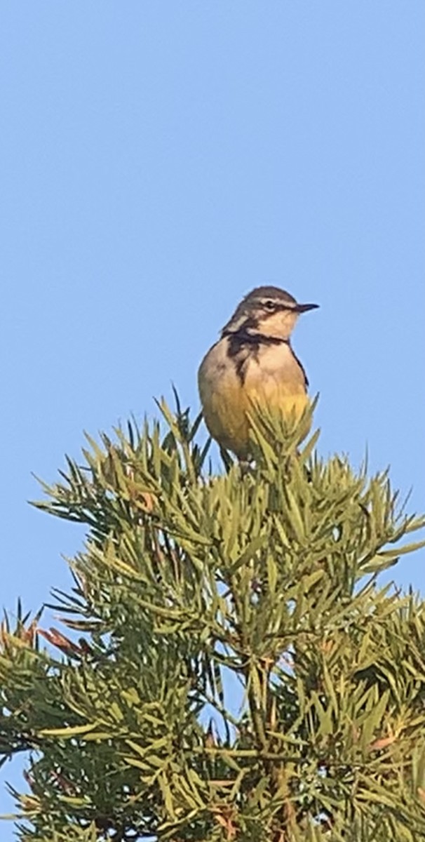 Madagascar Wagtail - ML614654725