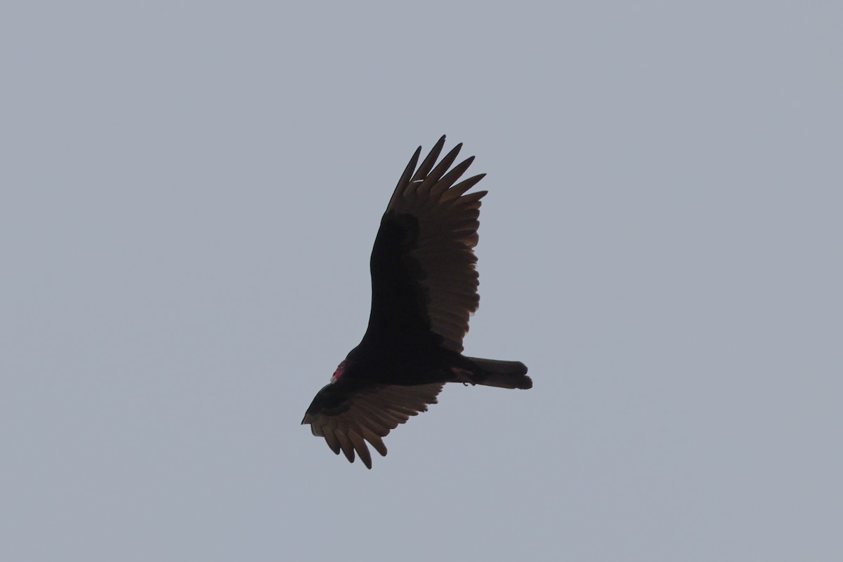 Turkey Vulture - ML614654733