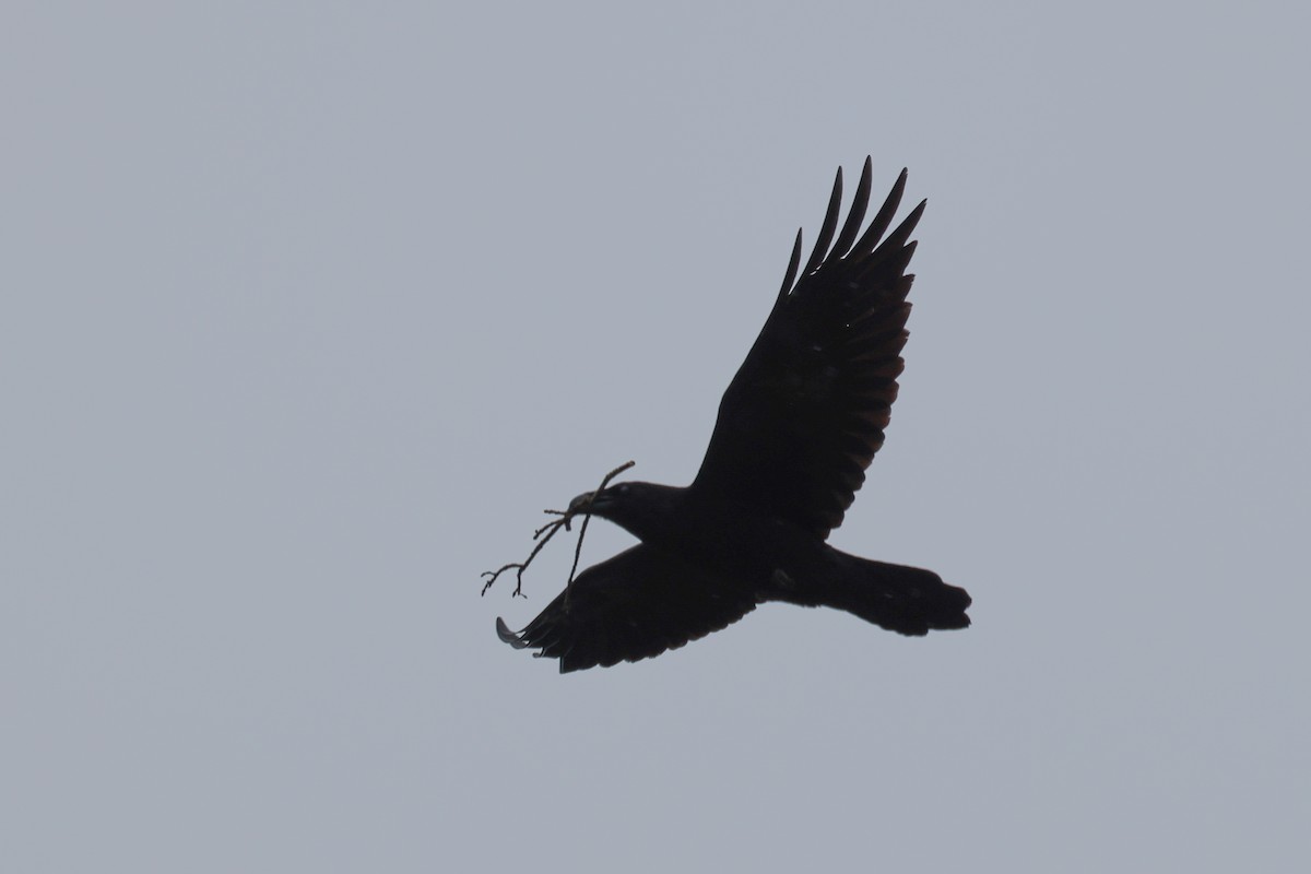 Common Raven - ML614654766