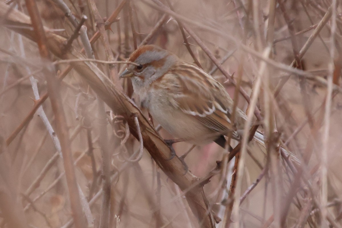 American Tree Sparrow - ML614654789