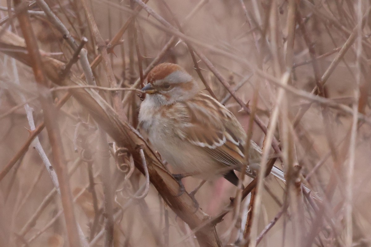 American Tree Sparrow - ML614654790