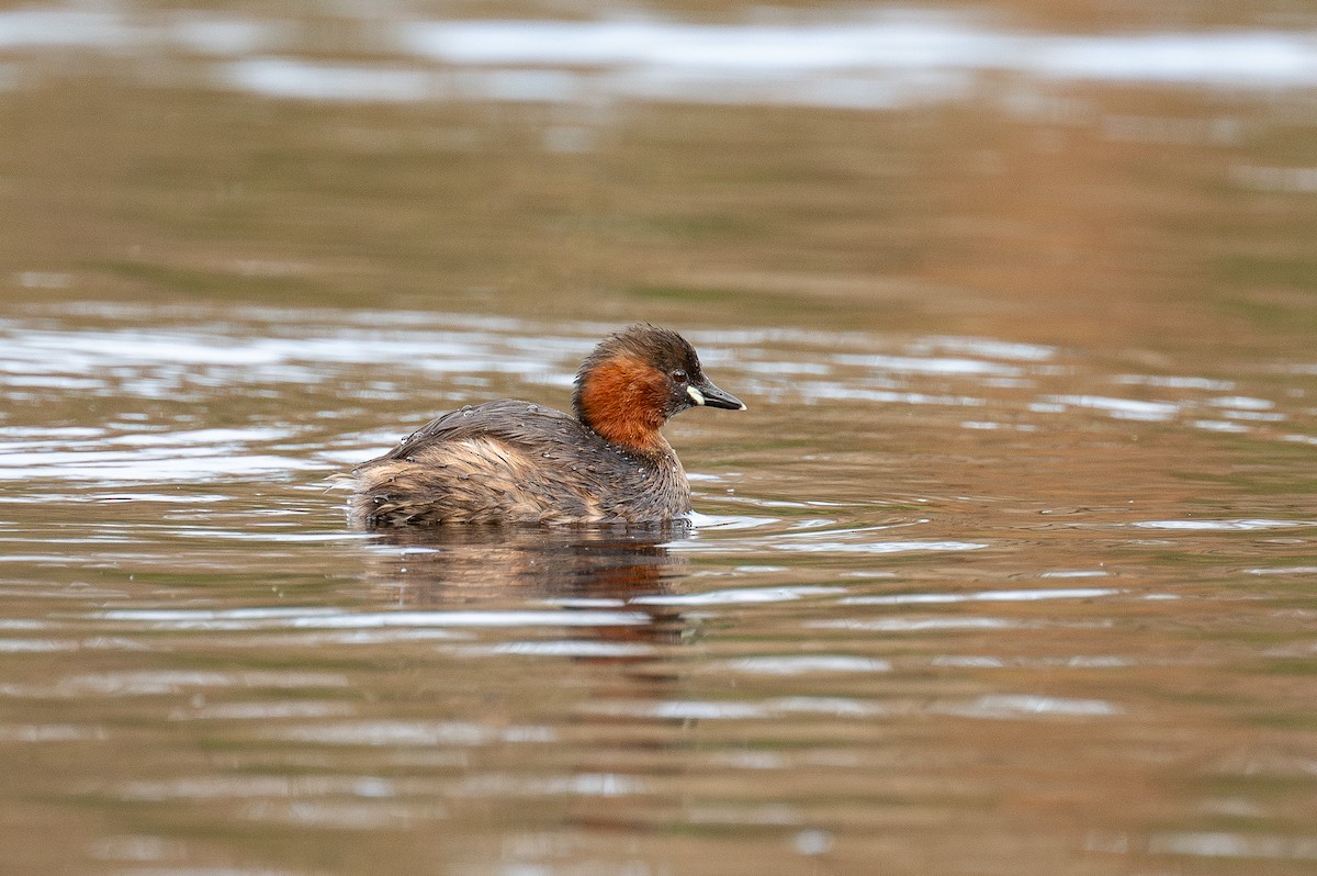 Little Grebe - Matthew Vanderheyden