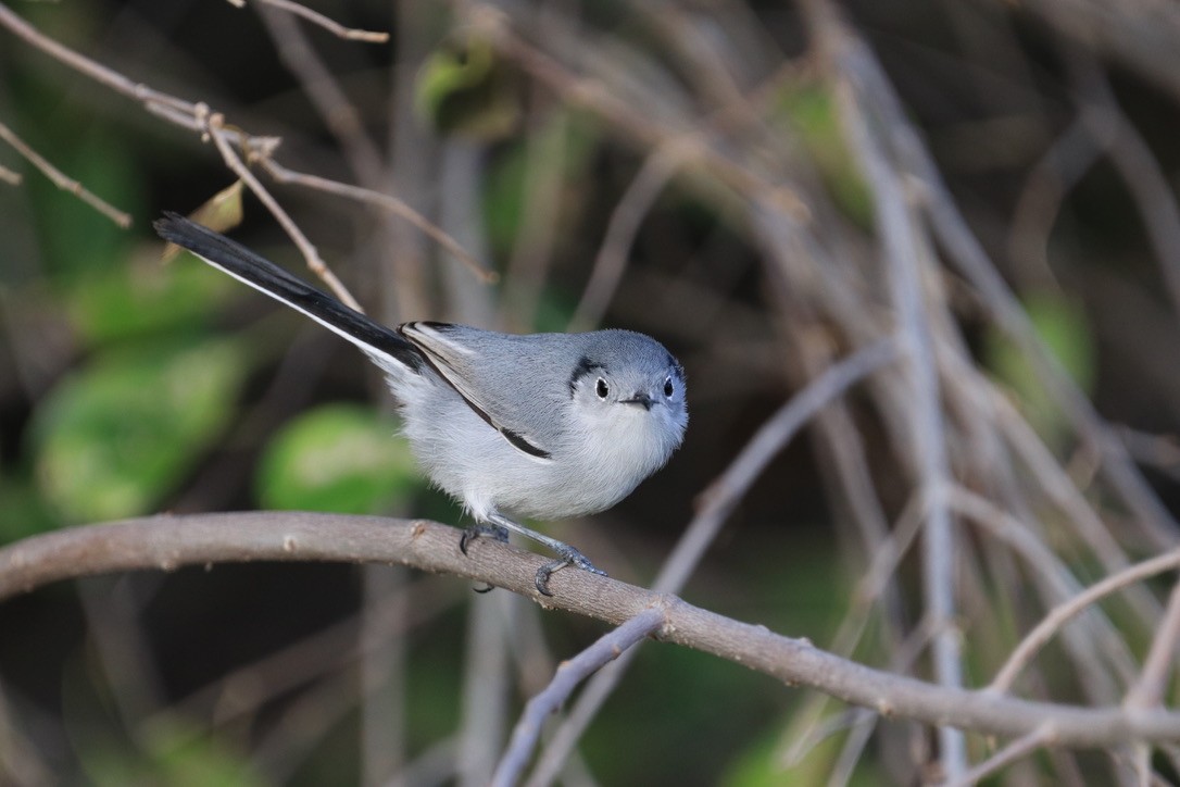 Cuban Gnatcatcher - ML614654876