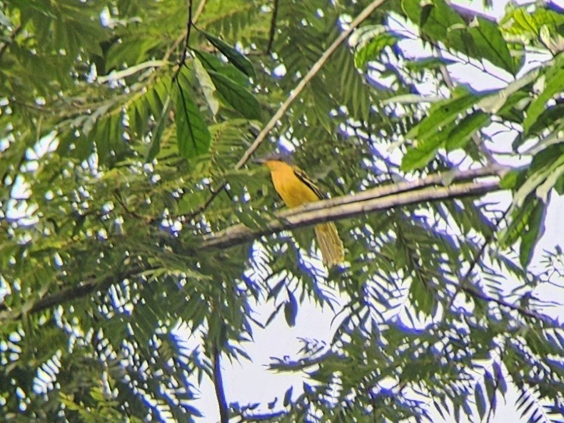 Lagden's Bushshrike - ML614654892