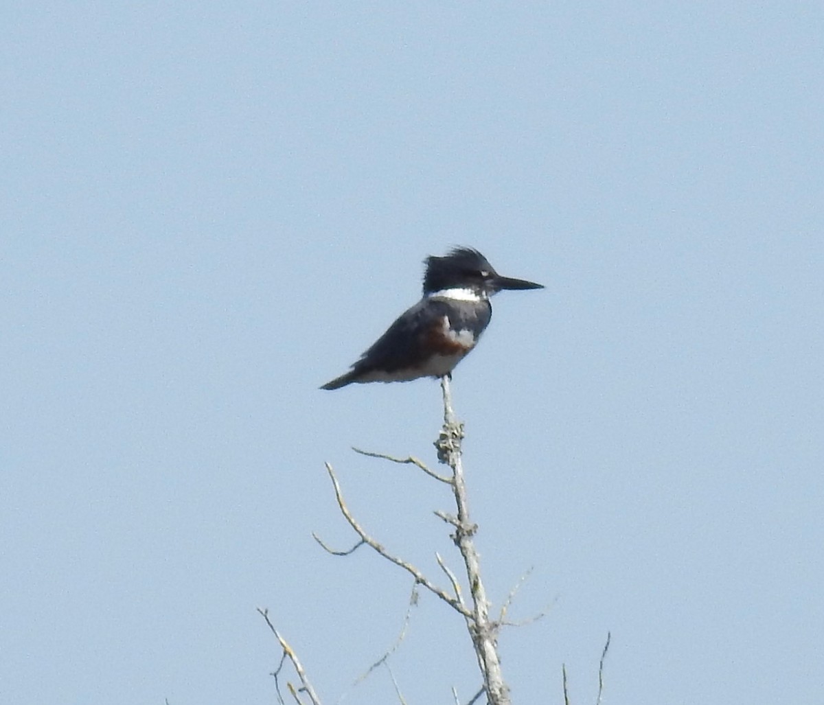 Belted Kingfisher - ML614654917