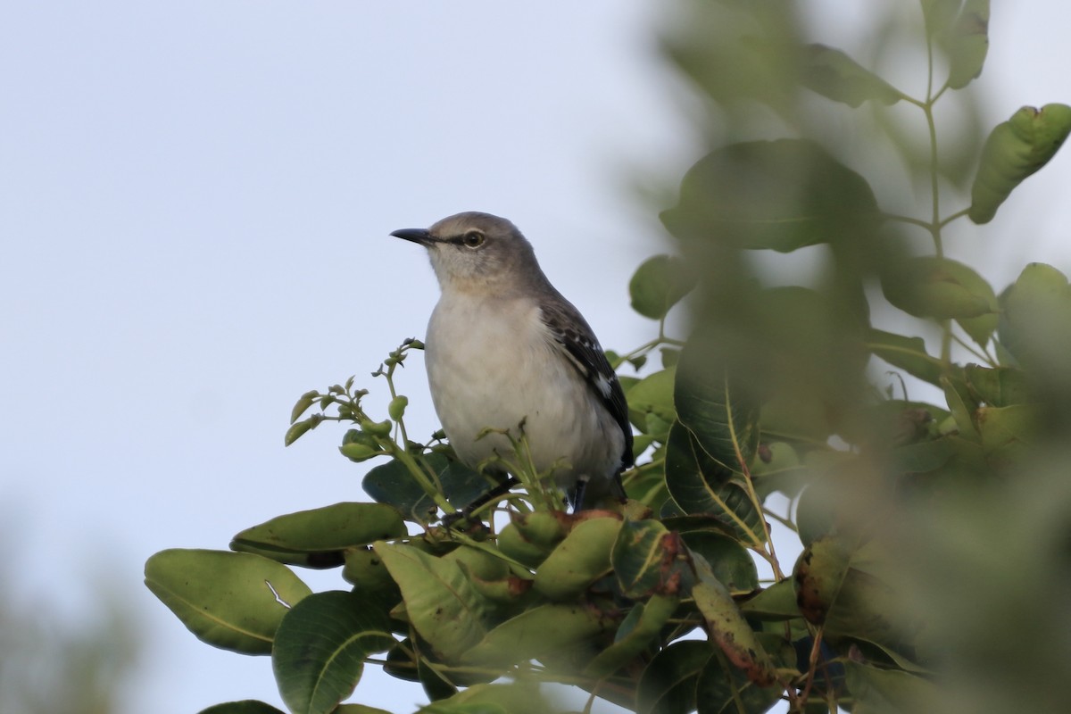 Northern Mockingbird - ML614654934