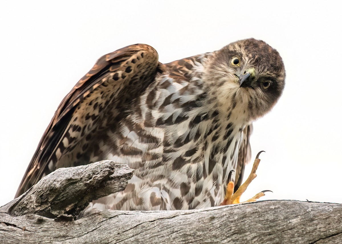 Collared Sparrowhawk - ML614654952