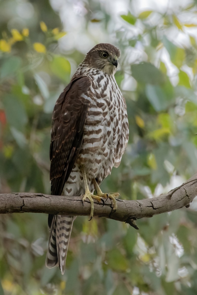 Collared Sparrowhawk - ML614654953