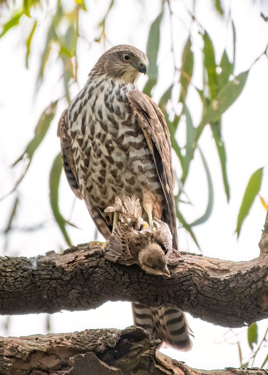 Collared Sparrowhawk - ML614654968