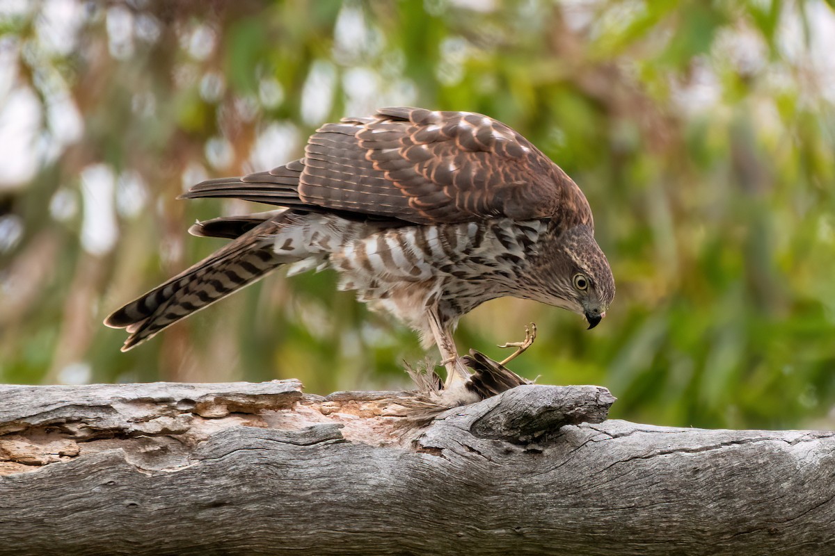 Collared Sparrowhawk - ML614654974