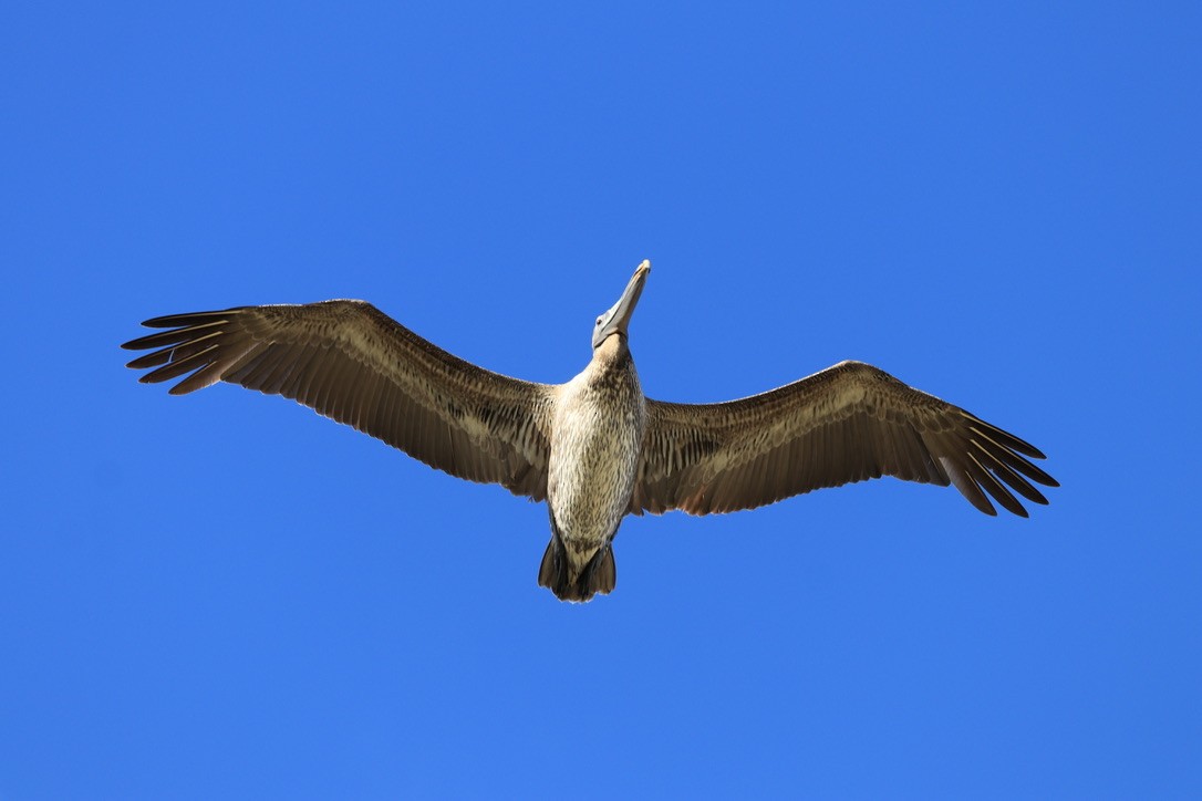 Brown Pelican - ML614654999