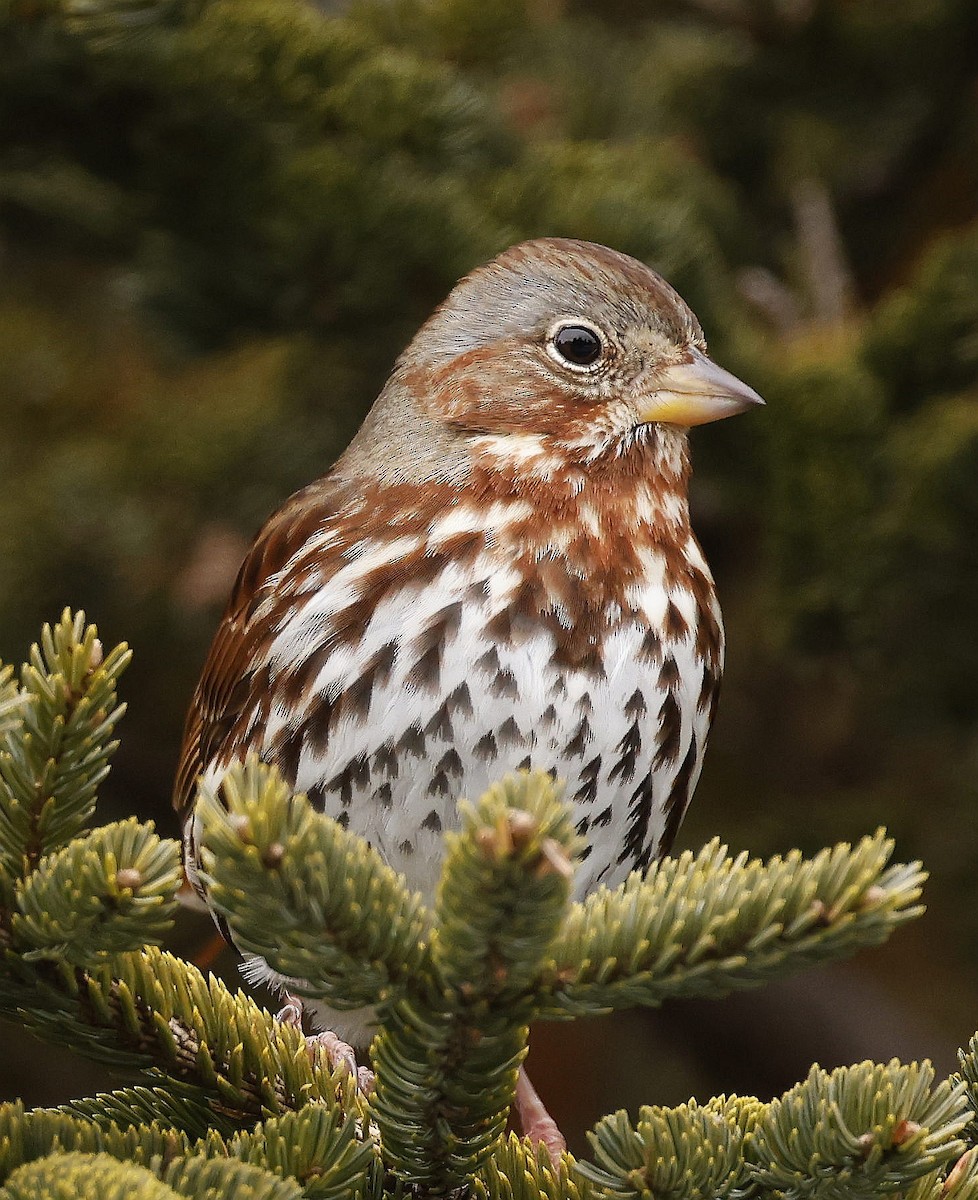 Fox Sparrow (Red) - ML614655072