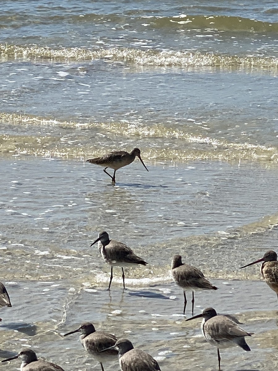 Marbled Godwit - ML614655146