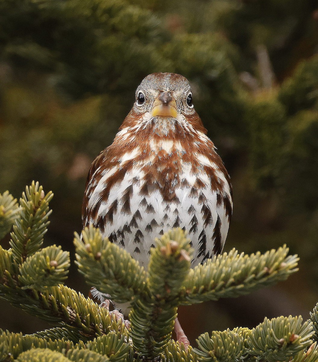 Fox Sparrow (Red) - ML614655151