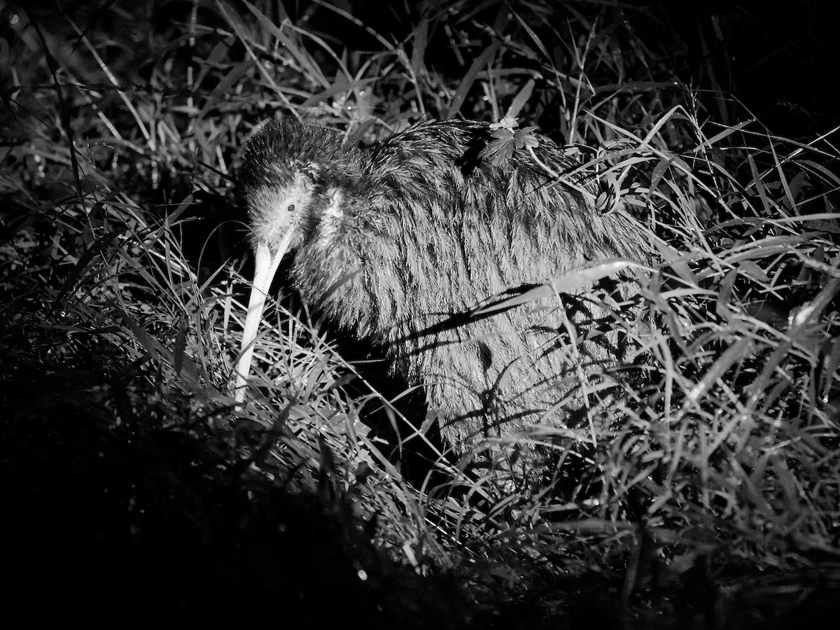 North Island Brown Kiwi - Nick Athanas