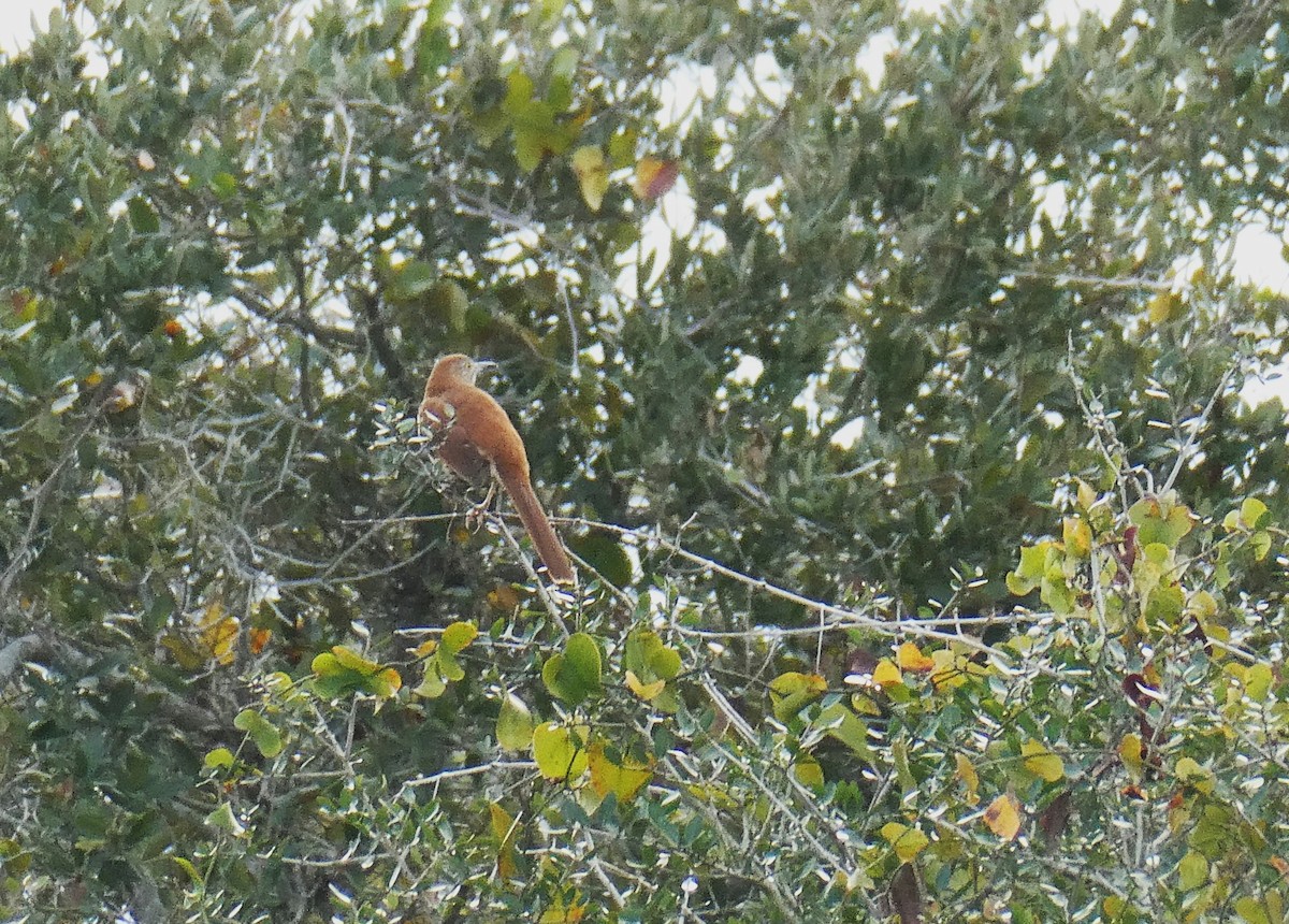 Рыжий пересмешник - ML614655182