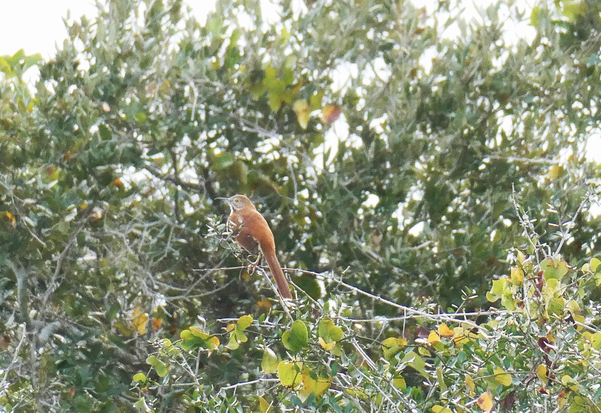 Рыжий пересмешник - ML614655183