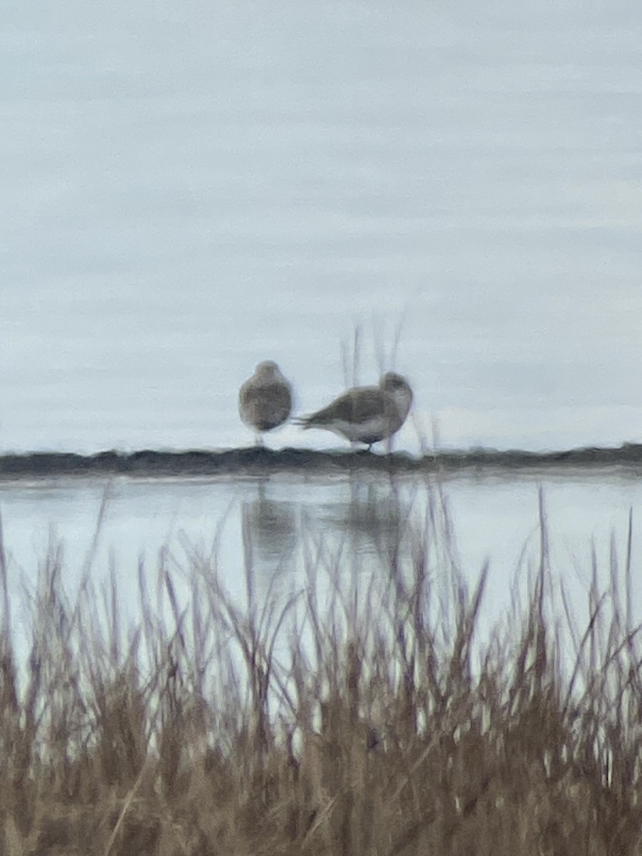 Black-bellied Plover - Kurt Schwarz