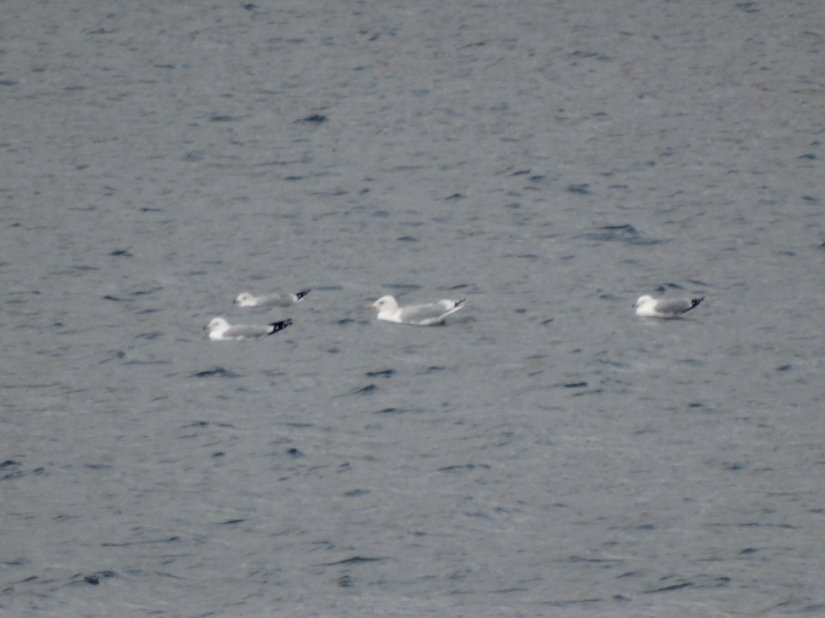 Ring-billed Gull - ML614655385