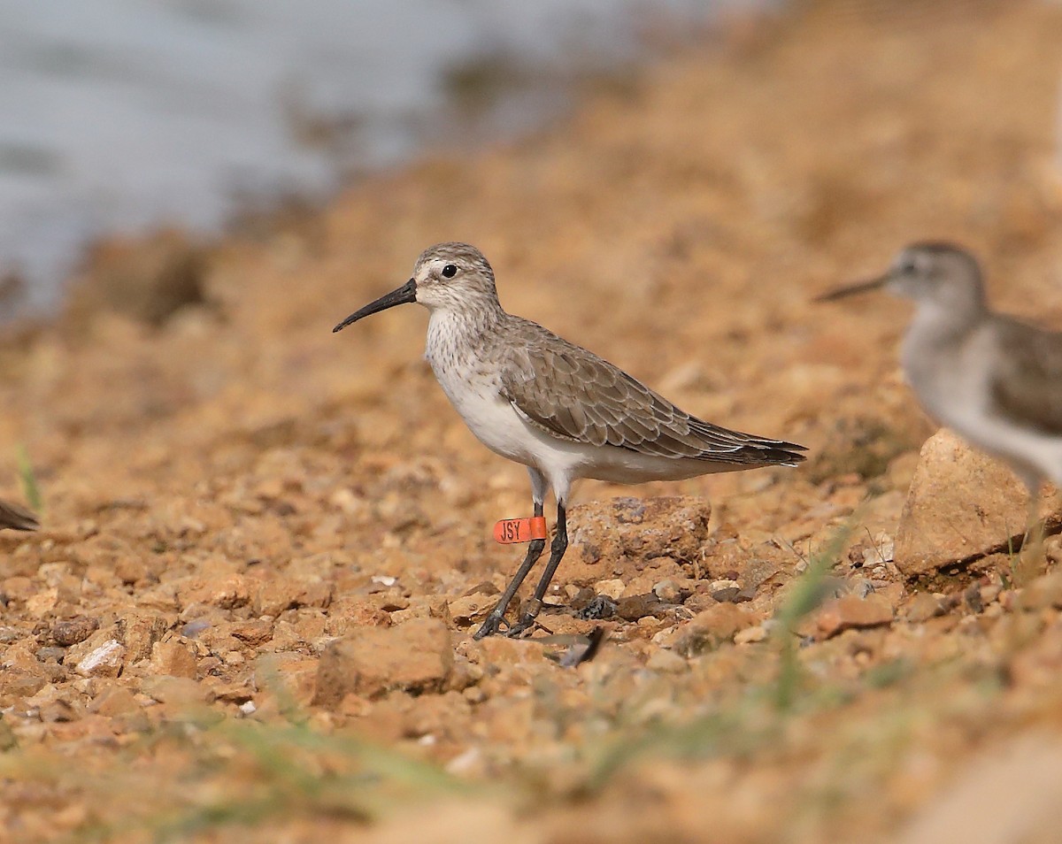 Curlew Sandpiper - ML614655476