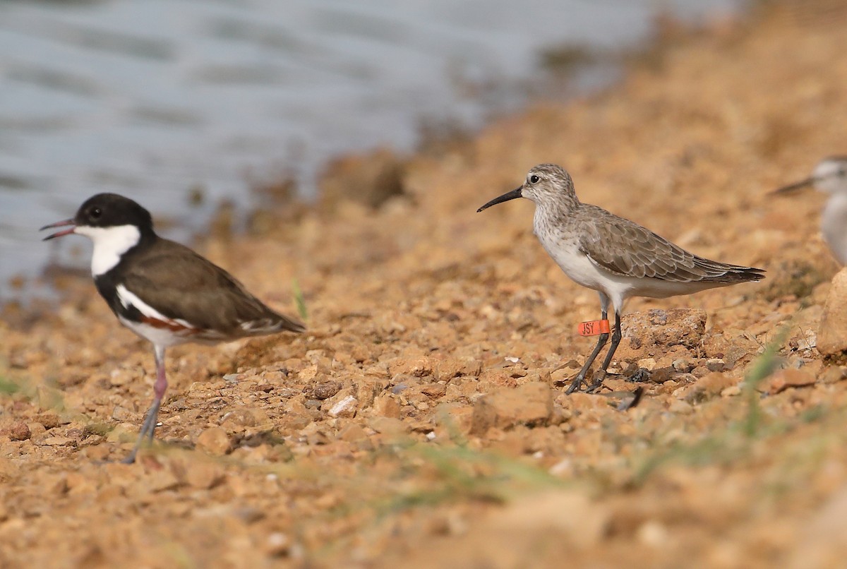 Curlew Sandpiper - ML614655477