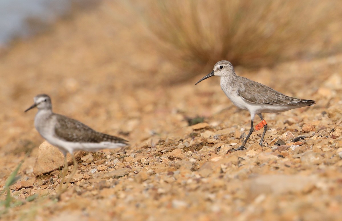 Curlew Sandpiper - ML614655478