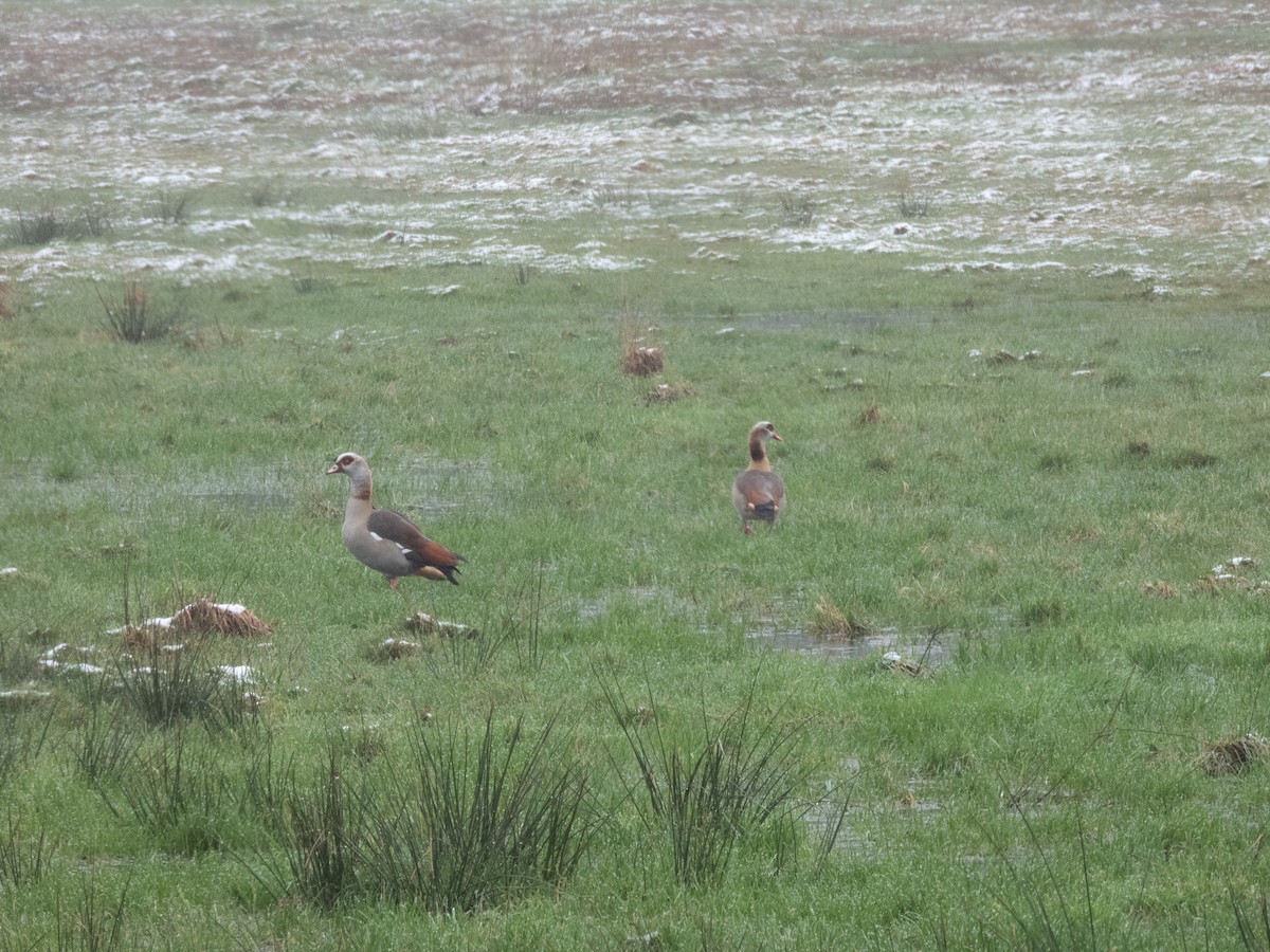 Egyptian Goose - ML614655483