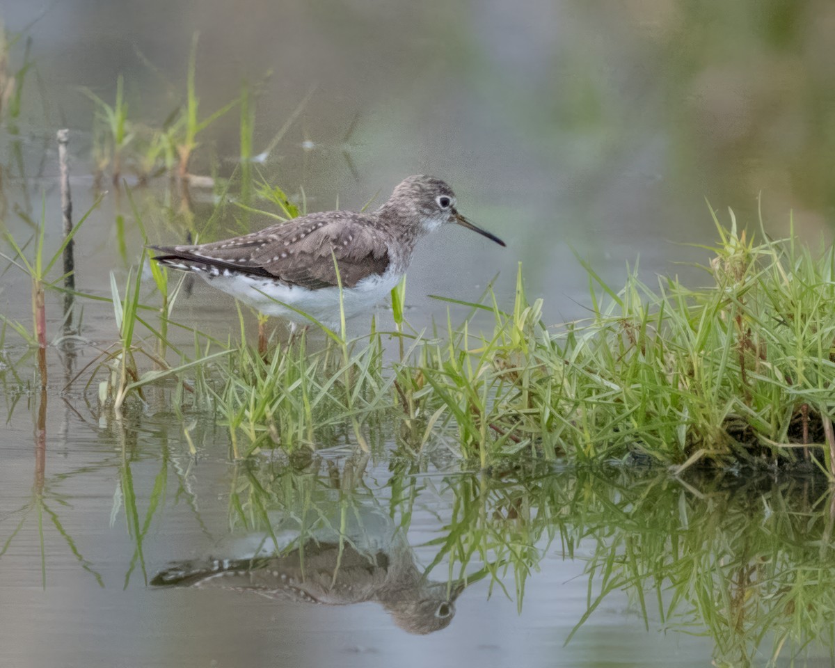 Solitary Sandpiper - ML614655502