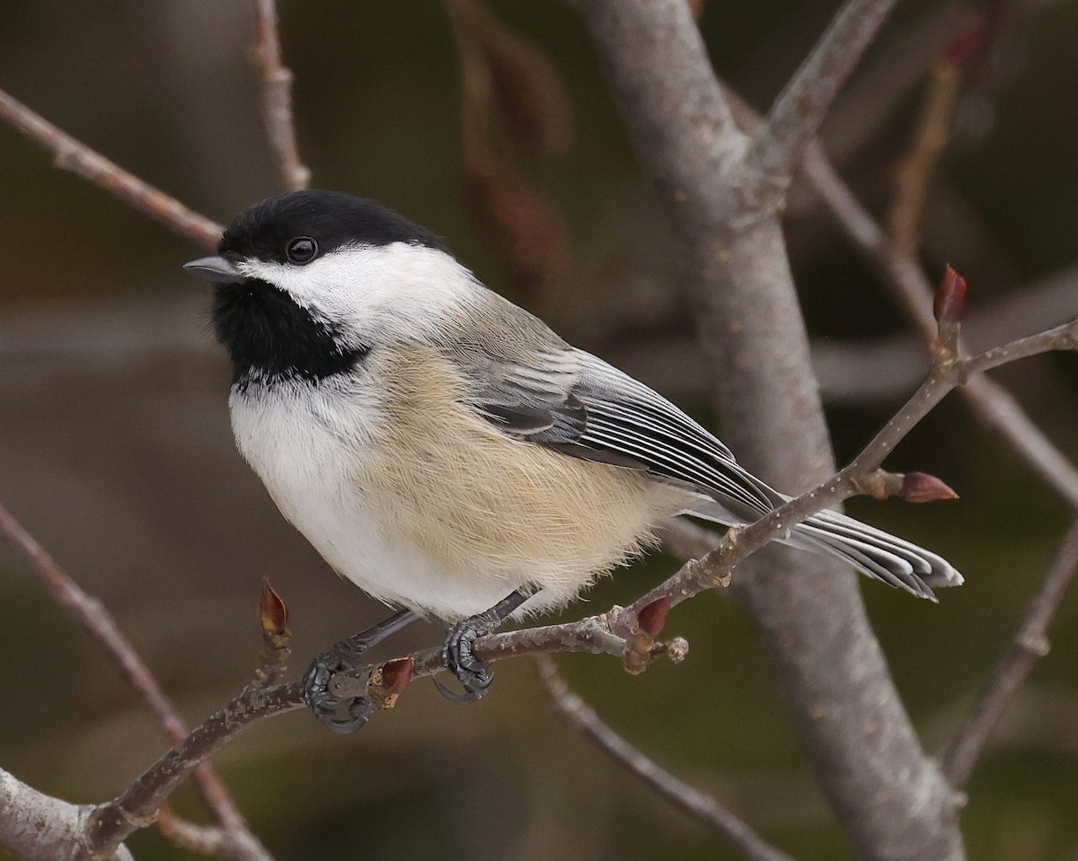 Black-capped Chickadee - ML614655535